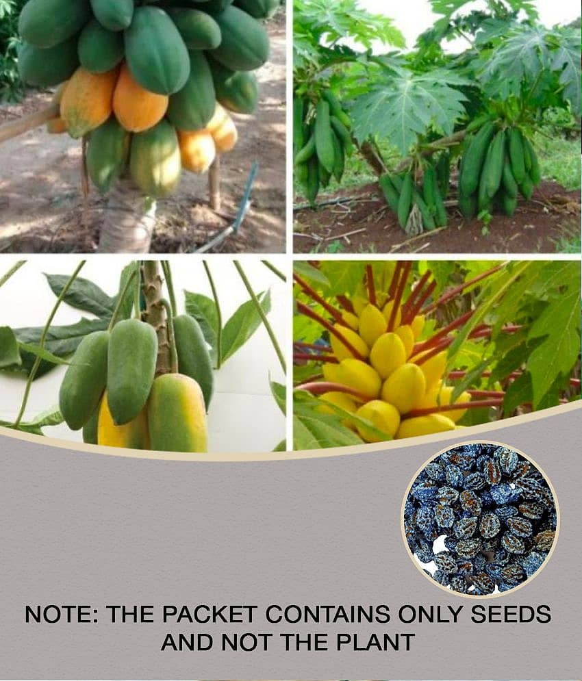 homeagro - Papaya Fruit ( 50 Seeds )