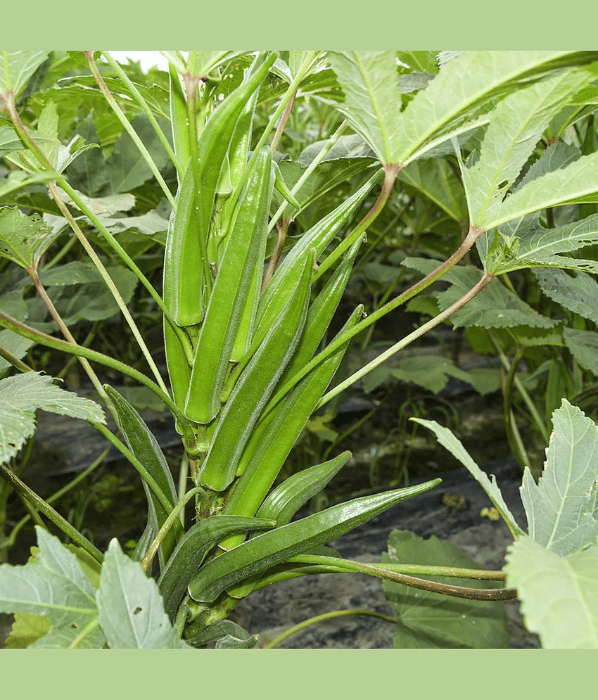 PARTHVA SEEDS Bhindi Vegetable ( 150 Seeds )