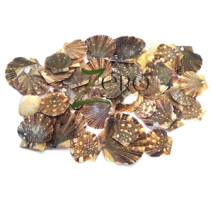 Brand Zero - Mexican Flat Scallops Seashells Graphic Design - 50 Gms