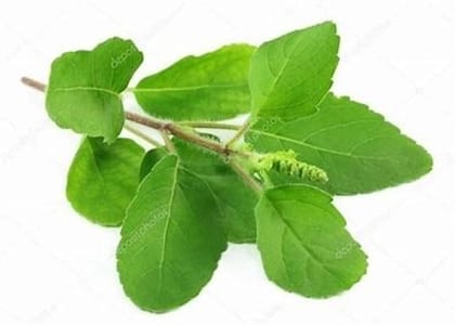 Tulsi Bundle - Tulsi Guchha - Tulsi Guchha   1 Bunch