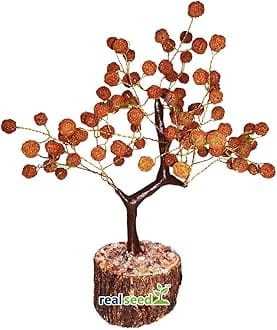 REAL SEED Rudraksha Tree, Fortune Tree for Good Luck, Wealth and Prosperity, Lord Shiva Blessing Tree