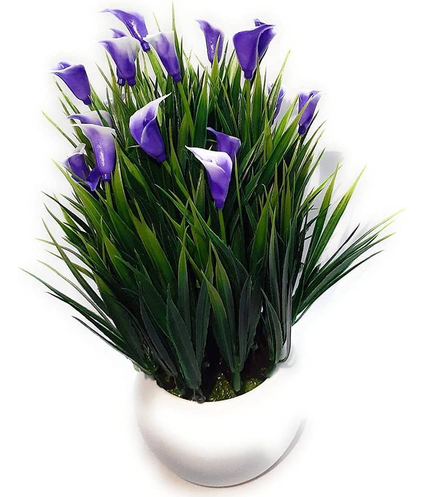Green plant indoor Wild Flower Blue Flowers With Pot - Pack of 1