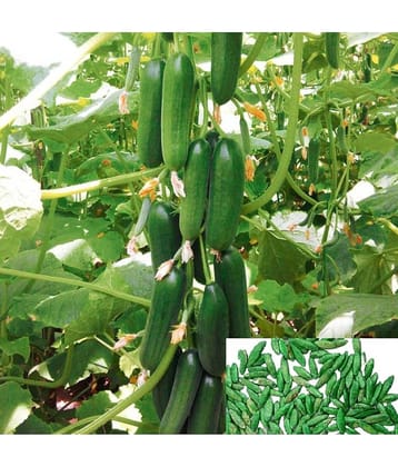 cucumber vegetable Hybrid Seeds | Pack of 10 seeds