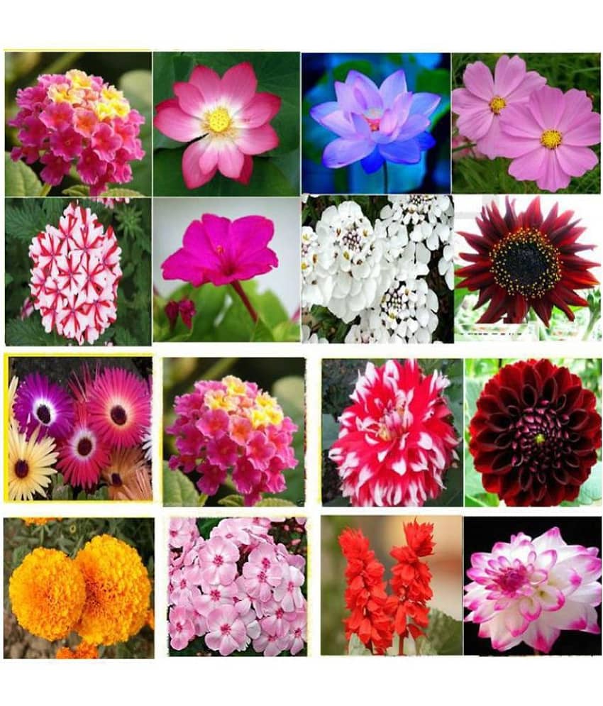 Winter Flower Plant Seeds 16 Variety