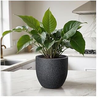 De Gardenia FOXB PCUP Pots for Plants Durable Lightweight Indoor/Outdoor Flower Pot Gamla Tree Planter for Living Room Balcony Garden Office (Grey 10 Inch)