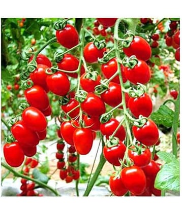 Cherry Tomato Premium Seeds - Pack of 50 Hybrid Seeds with growing soil
