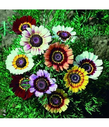 homeagro - Indian Chrysanthemum Mixed Flower ( 50 Seeds )