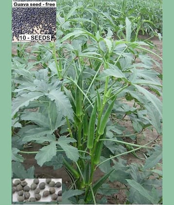 homeagro- Lady Finger Vegetable Seeds (Pack of 50)