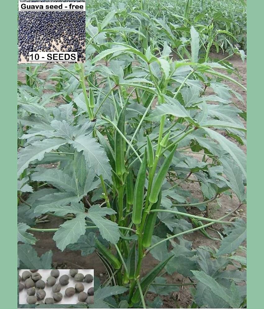 homeagro- Lady Finger Vegetable Seeds (Pack of 50)