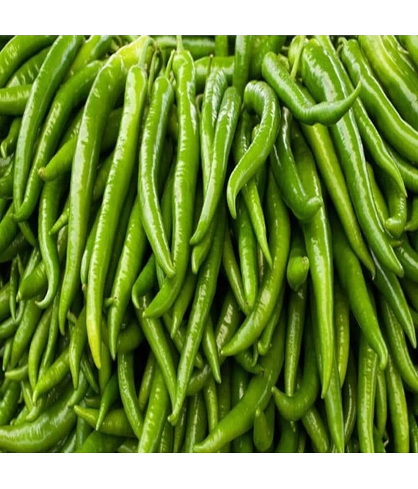 homeagro - Chilli Vegetable ( 50 Seeds )