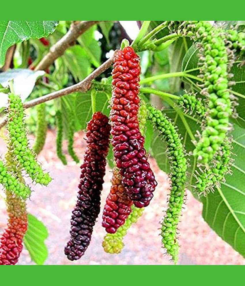 Mulberry red Fruit  200 Seeds