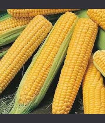 Farm Seeds Hybrid Maize Sweet Corn 1 Packet Seeds Seed (50 per Packet)