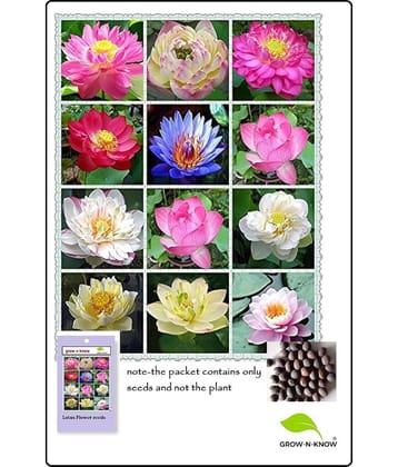 grow n know Lotus Flower ( 25 Seeds )