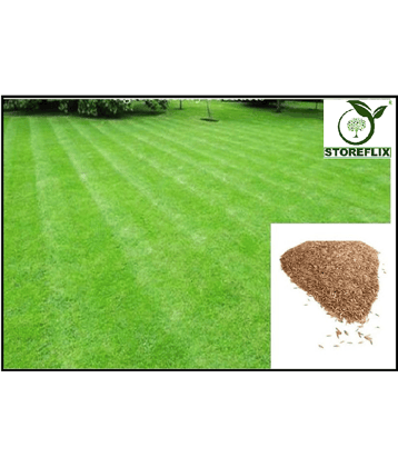 BERMUDA Lawn Grass Seeds, Soft and Natural Excellent Rich Lawn Greens Grass Seeds, Fast Growing in indian Climate ( pack of 200 seeds ) WITH USER MANUAL FOR OUTDOOR GARDENING USE AT LOW PRICE ON SNAPDEAL