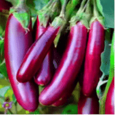 Brinjal