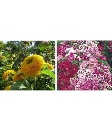 sungold flower 15 seeds and godetia flower 30 seeds pack with free cocopeat and user manual