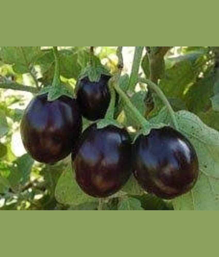 INTENSIVE FARMING Vegetable Seeds Brinjal Hybrid Seeds Plant Seeds