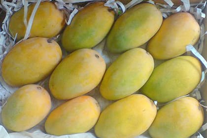 PREMIUM KESAR MANGOES 10 KG