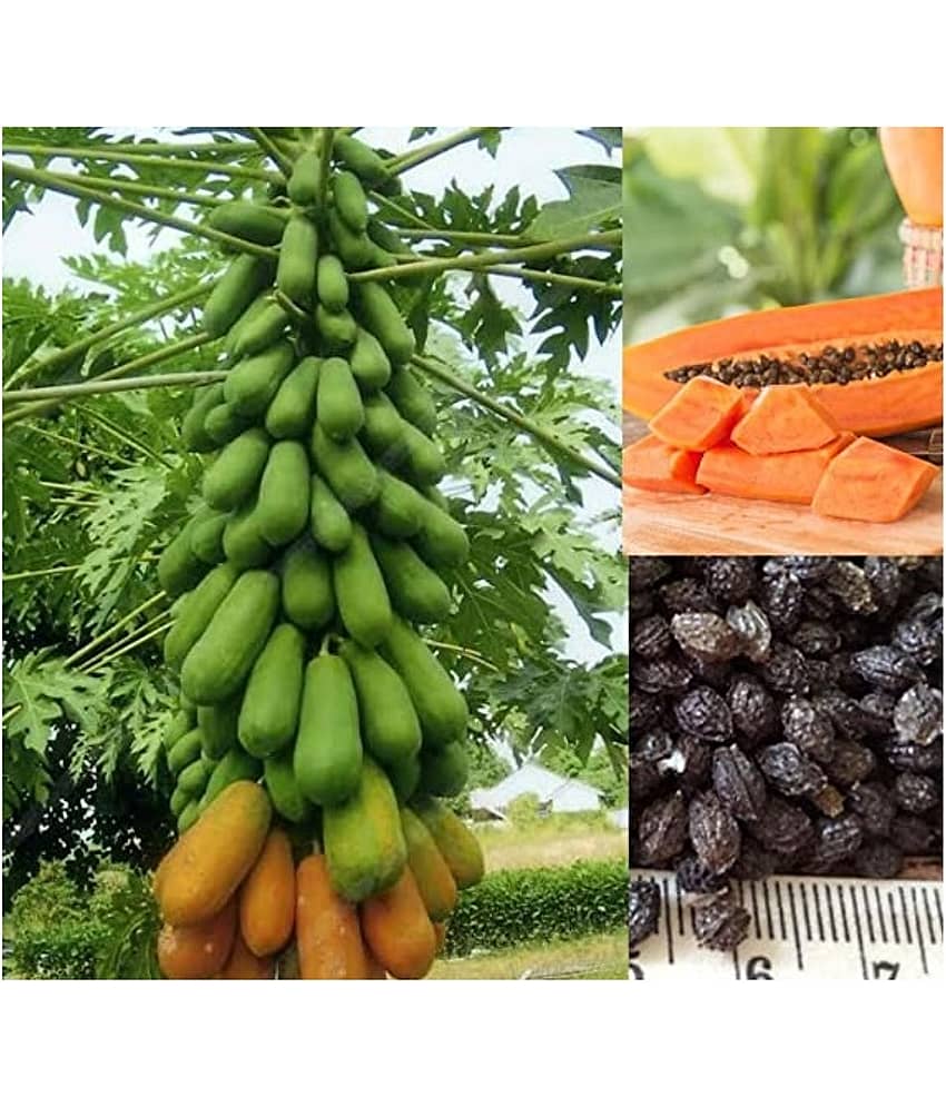 HONEY FRUIT PAPAYA 100 SEEDS PACK WITH USER MANUAL