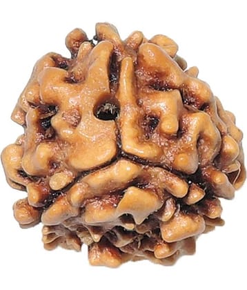 Rashi Ratan Bhagya Natural Rudraksha 3 Mukhi - India