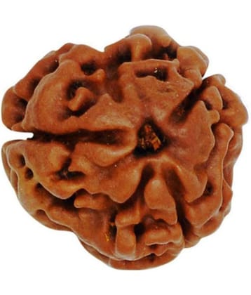 DMK DevBhumi Teen Mukhi / Three Faced Rudraksha 3 Face Rudraksha