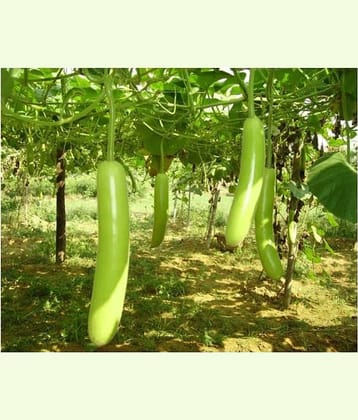 Bottle Gourd Seeds- [Lauki/Lau/Clabas] hybrid seed - 10 seed