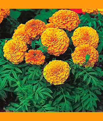 Beautiful Combo pack 4 Types Marigold Flower seed