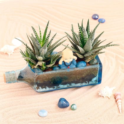 Haworthia Plant Antiquity Bottle Terrarium Haworthia Plant Antiquity Bottle Terrarium