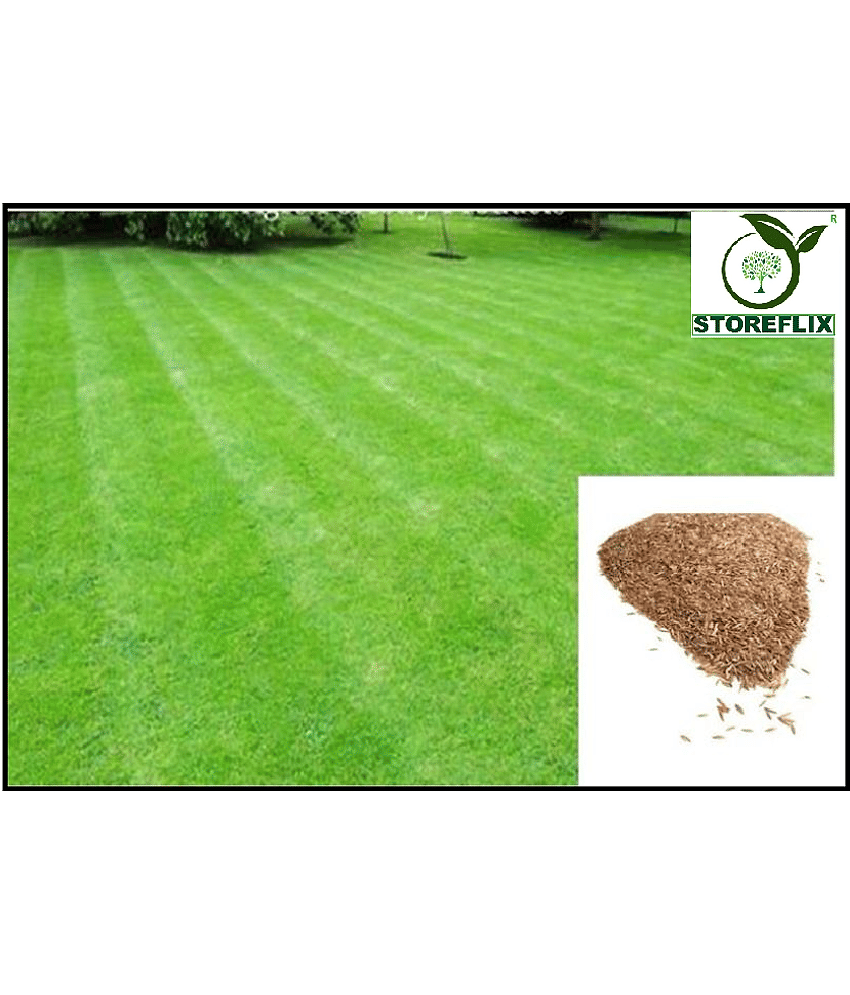 BERMUDA Lawn Grass Seeds, Soft and Natural Excellent Rich Lawn Greens Grass Seeds, Fast Growing in indian Climate ( pack of 200 seeds ) WITH USER MANUAL FOR OUTDOOR GARDENING USE AT LOW PRICE ON SNAPDEAL