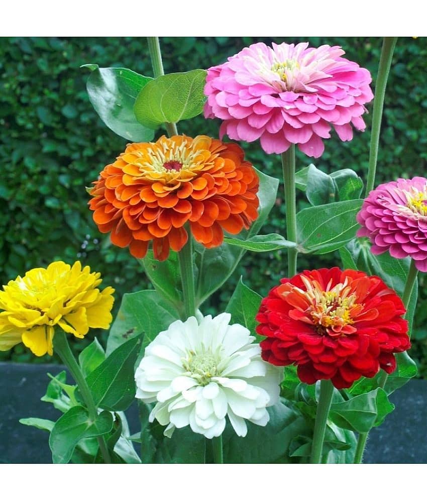 homeagro - Zinnia Mixed Flower ( 20 Seeds )