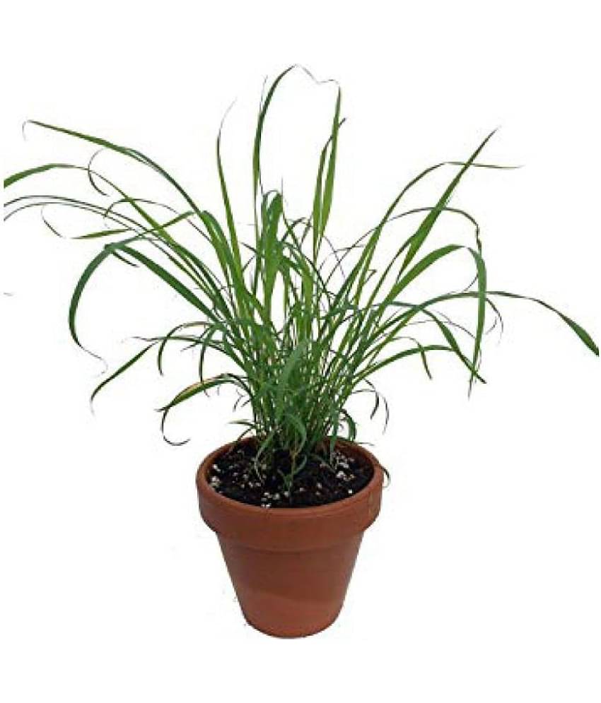 Matrix Anti Mosquito-Lemon Grass Seed