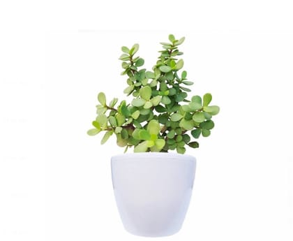 Jade plant (Crassula ovata)