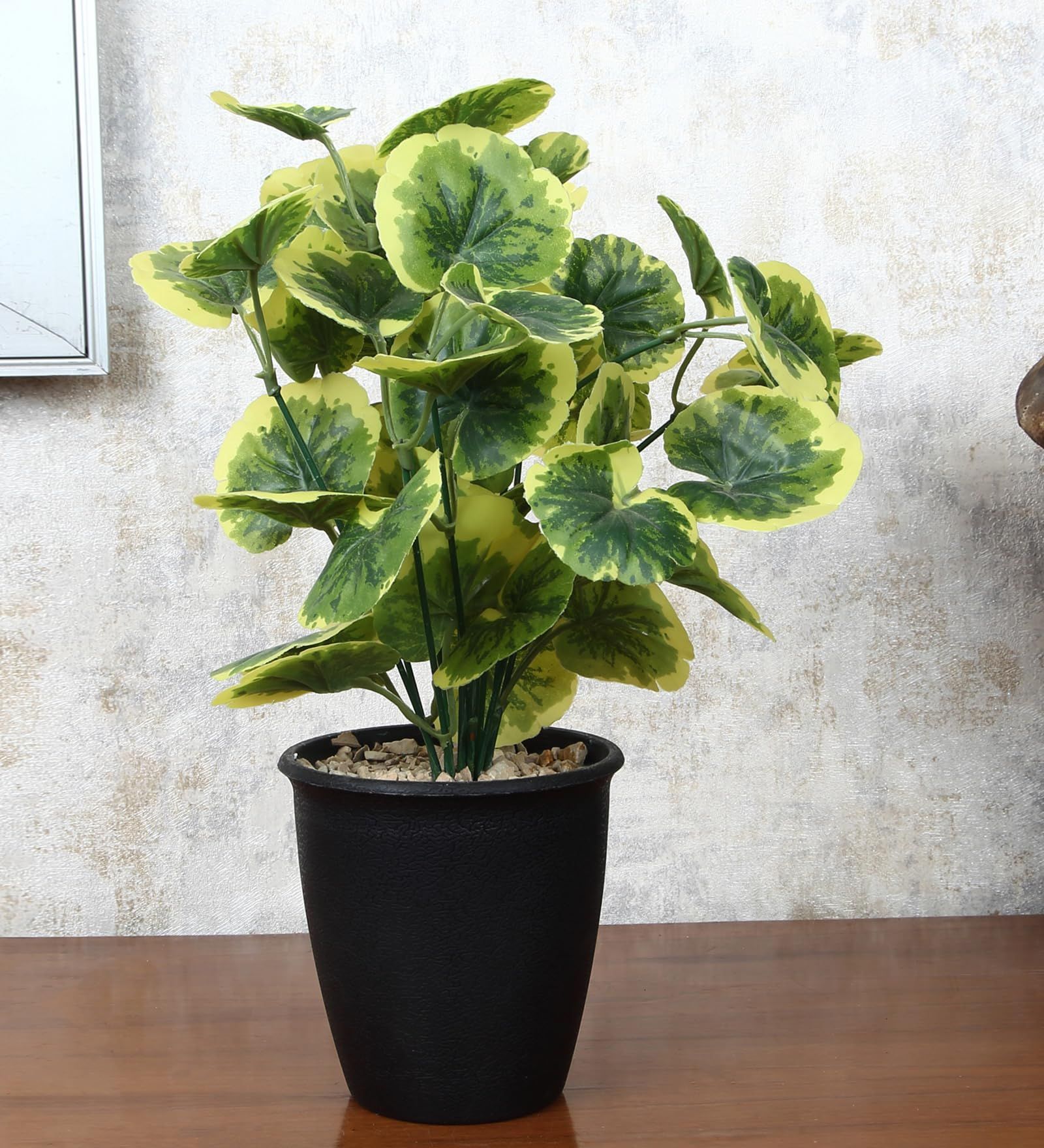 Foliyaj Artificial Poliscias Plant with Black Pot |Artificial Plants for Home Decor| Indoor Artificial Plants for Living Room|Potted Artificial Plants