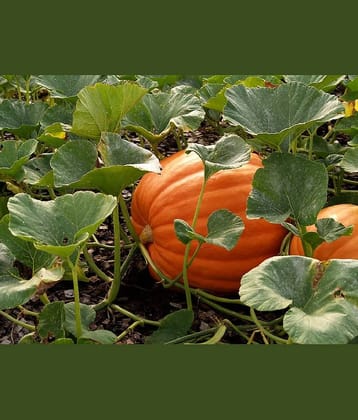 BIG MAX PUMPKIN - ORGANIC - Best Quality hybrid SEEDS