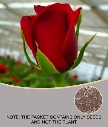 Azalea Gardens Rose Flower Seeds "Red Rose" 20 Seeds Pack