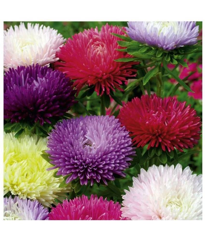 ASTER PRINCESS MIX FLOWER SEEDS - PACK OF 40 SEEDS