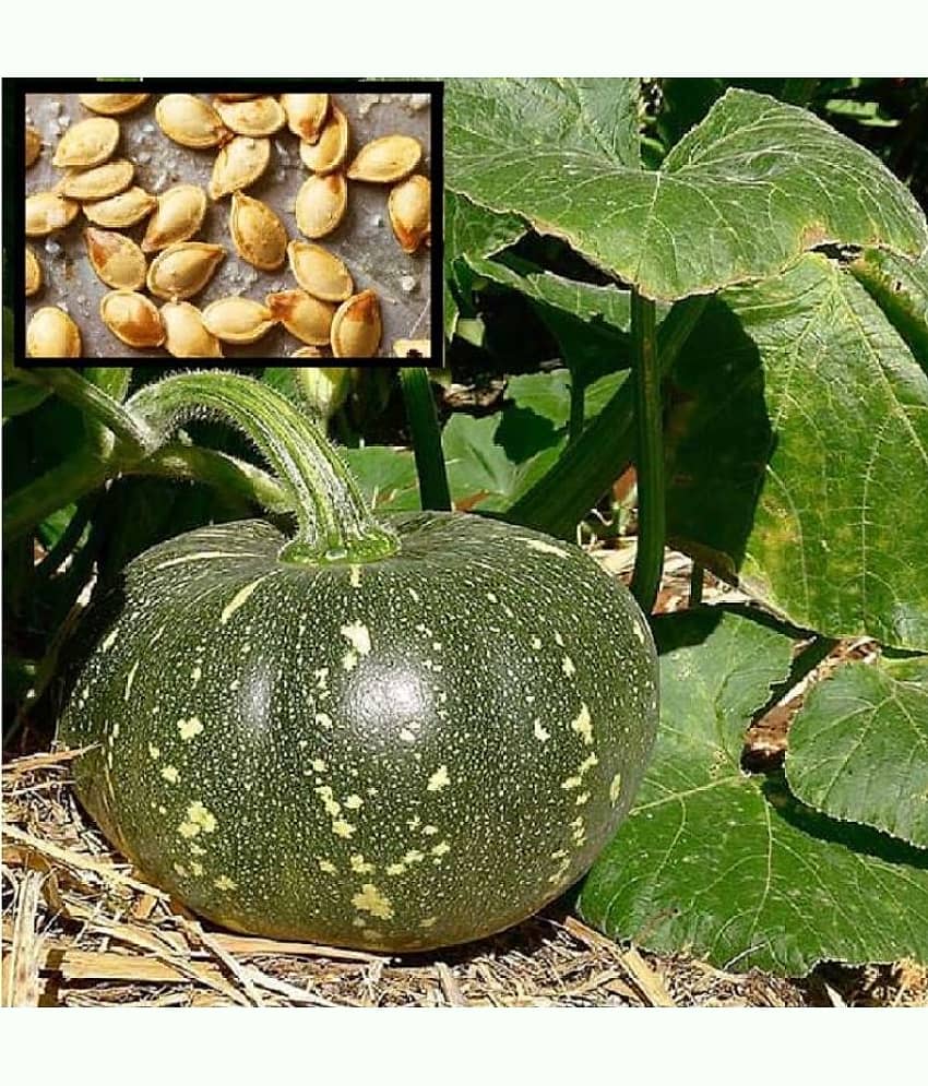 homeagro F1 PUMPKIN NAGARJUNA VI VEGETABLE HYBRID