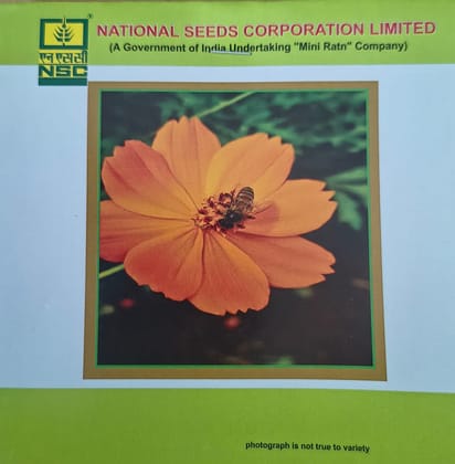 NSC Cosmos Dwarf flower seed, 2 gm