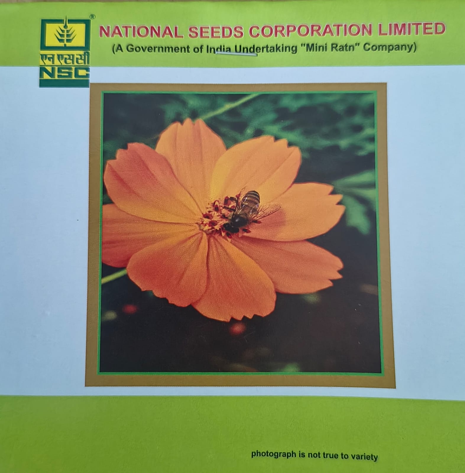 NSC Cosmos Dwarf flower seed, 2 gm