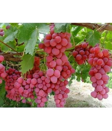 OhhSome Bonsai Suitable Fruit Seeds Green Grape Seed Sweet And Delicious Fruit Fruit Seeds For Garden Kitchen Garden Bonsai Suitable Fruit Seeds Pack