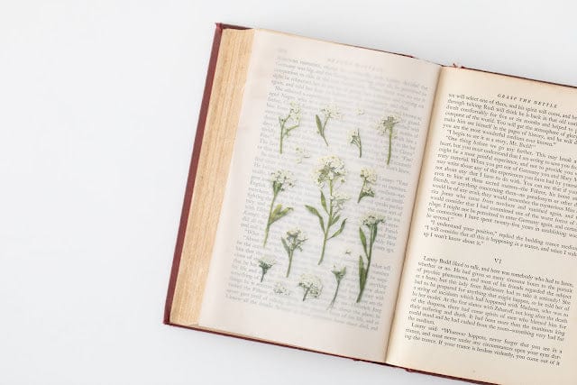 Appree Pressed flower sticker - Sweet Alyssum