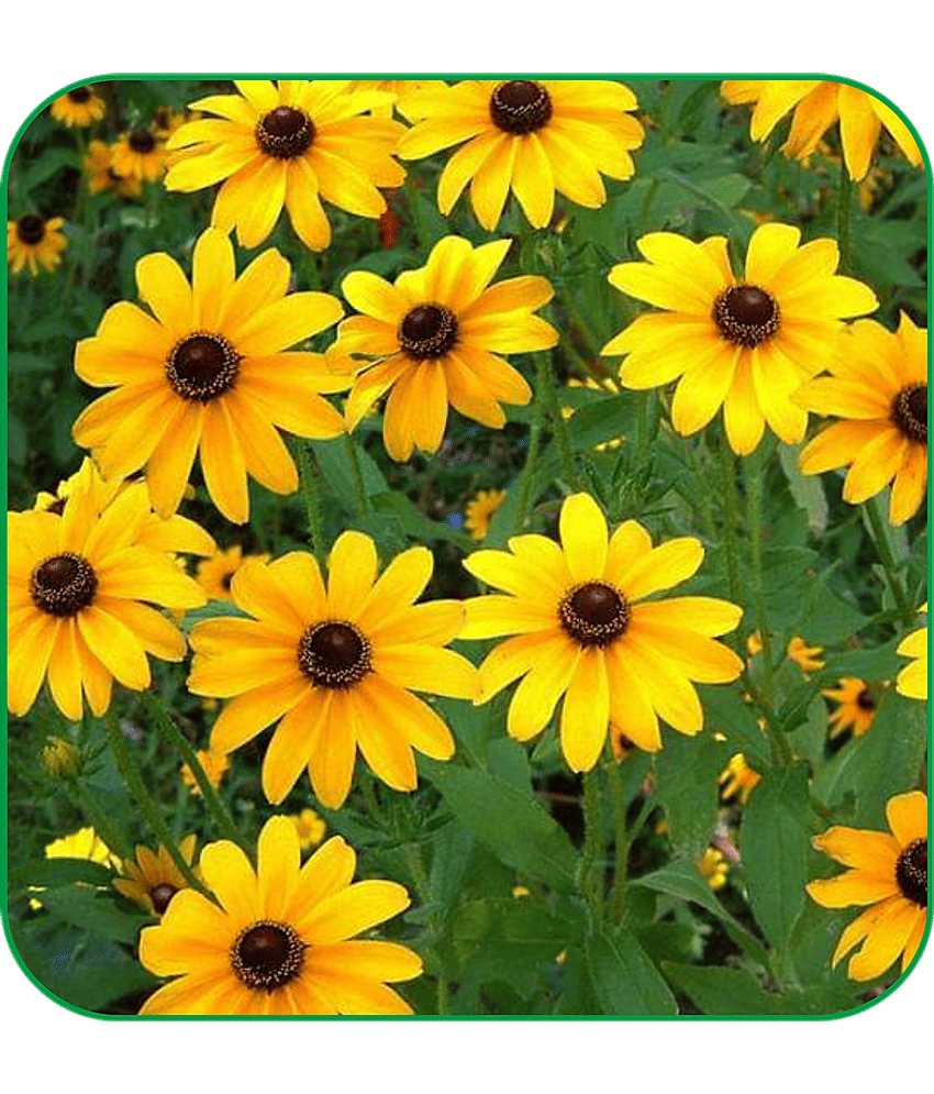 Aero Seeds Sunflower Miniature Pack of 50 Seeds