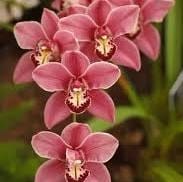 Orchid Floral Hydrosol Orchid Floral Hydrosol