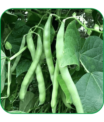 Aero Seeds Sem Phali Vegetable ( 20 Seeds )