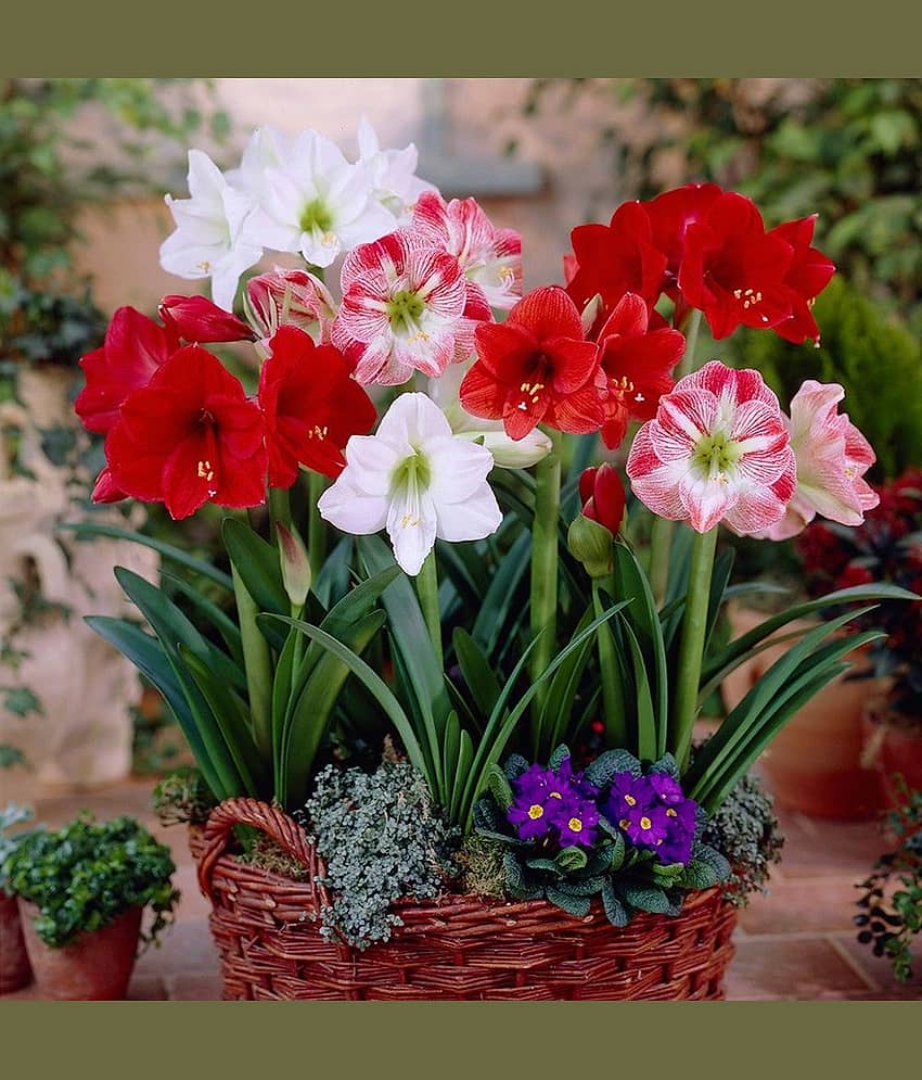 LiveNature Amaryllis Lily Bulbs | Indoor/Outdoor Lily Flower Bulbs | Best for Home Garden & Terrace – Pack of 3 Bulbs