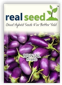 Brinjal F1 Hybrid Imported Vegetable Seeds