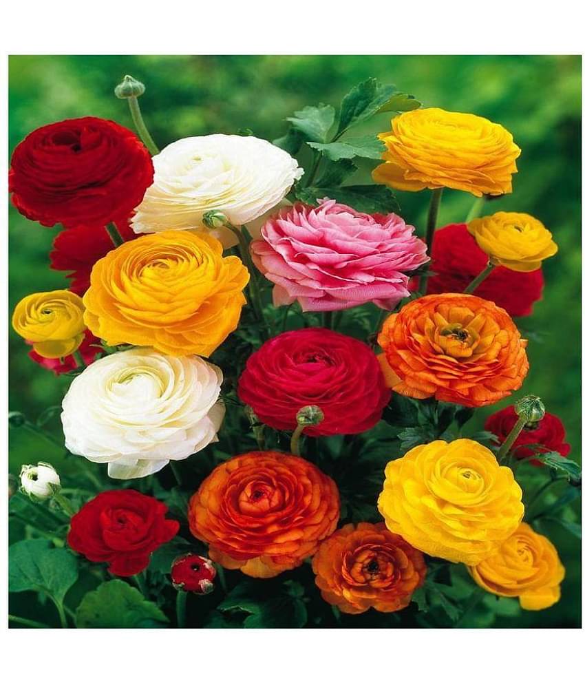 Nema Ranunculus asiaticus Flower Seeds - 25 pcs