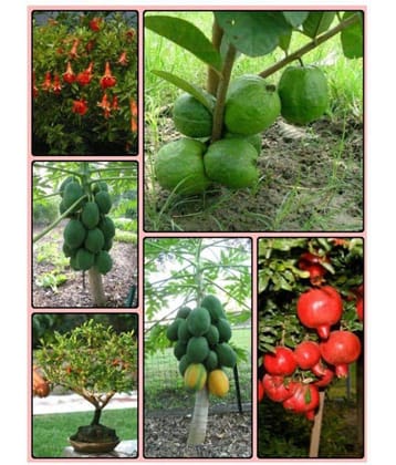 Dwarf Fruit Seeds Combo Pack (Guava, Pomegranate, Papaya Seeds) 40 SEEDS