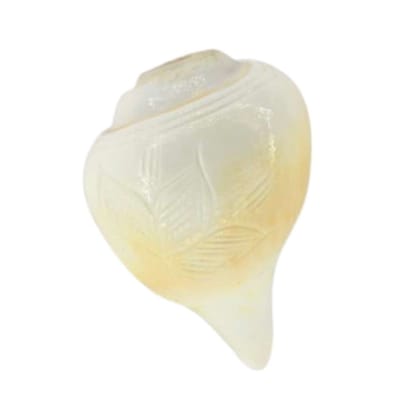 MAYAPURI Blowing Shankh for Pooja Original Conch Shell, Size: 3.5 inches (Small) MAYAPURI Blowing Shankh for Pooja Original Conch Shell, Size: 3.5 inches (Small)
