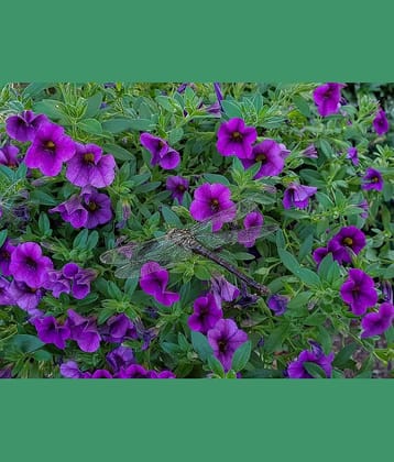 homeagro - Petunia Mixed Flower ( 50 Seeds )